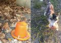 Peternakan Ayam Merugi Setelah 600 Ayamnya 'Dihabisi' Anjing Tetangga dalam Satu Malam!