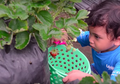 Senang Makan Buah Stroberi? Coba Petik Buah Stroberi Sendiri, Yuk!