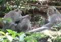 Monyet Ekor Panjang yang Cerdas dan Ramah, Pernah Lihat?