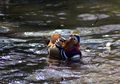 Wah, Seekor Bebek Misterius Muncul Tiba-tiba di Central Park, Amerika