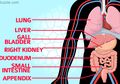 Marak Dijual di Pasar Gelap, Ternyata Segini Harga Organ Tubuh Manusia