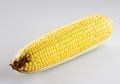 Tips Lengkap Mengolah Jagung Manis, Mulai dari Cara Memilih Jagung Manis Hingga Cara Memipilnya