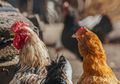 Daging Alot dan Sedikit, Ini Alasan Ayam Kampung Lebih Mahal dari Ayam Pedaging