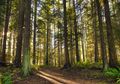 Pemanasan Global, Satelit NASA Akan Ukur Jumlah Karbon di Hutan Dunia