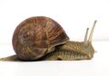 Intip 10 Rekomendasi Snail Sheet Mask yang Bikin Wajah Lembut