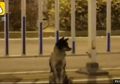 Sangat Menyentuh, Seekor Anjing Setia Menunggu Pemiliknya yang Telah Meninggal di Pinggir Jalan Lebih dari 80 Hari