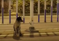 Anjing yang Setia Menunggu Sang Pemilik Selama 80 Hari di Tengah Jalan