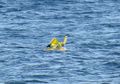 Dikira Boneka yang Mengambang di Tengah Laut, Ternyata Itu Bayi!