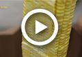 (Video) Cara Memipil Jagung yang Paling Mudah dan Praktis, Tak Perlu Takut Lagi Tangan Terluka