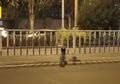Hampir 3 Bulan Berada di Tengah Jalan, Anjing Setia di Tiongkok Menanti Pemiliknya yang Telah Meninggal Akibat Kecelakaan