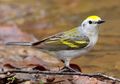 Penemuan Langka: Tiga Spesies dalam Satu Burung, Apa Penyebabnya?