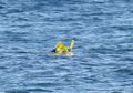 Dikira Boneka, Nelayan Ini Selamatkan Bayi yang Mengambang di Tengah Laut