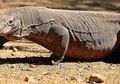 Setelah Satu Dekade Mengamati, Peneliti Ini Akhirnya Temukan Alasan Mengapa Komodo Hanya Ada di Indonesia?