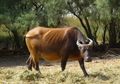 Harganya Lebih Murah daripada Daging Sapi, Apakah Daging Kerbau Sehat untuk Dikonsumsi?