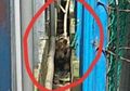 Harimau Sumatera ini Ditemukan Terjebak di Lorong Ruko Pasar