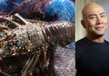Kenali Lobster Mutiara, Lobster Termahal dan Langka yang Dimakan Deddy Corbuzier