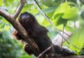 Sampai di Jamaika, Monyet Purba Menjadi Pemalas Seperti Kungkang