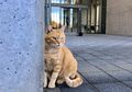Selama 2 Tahun, Kucing Ini Berusaha Memasuki Sebuah Museum di Jepang
