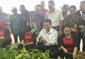 Kementan Dorong Ekspor Lidah Mertua yang Bernilai Miliaran per Tahun, Inilah 12 Manfaat Lidah Mertua