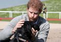 7 Foto Ini Buktikan Pangeran Harry Adalah Penyayang Binatang. Cute!