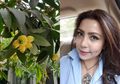 Mengenal Jambu Mawar, Buah Langka yang Tumbuh di Kebun Mayangsari, Berbau Seperi Bunga Mawar Tapi Bisa Dimakan