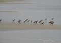 Snowy Plovers, Burung Kecil yang Suka Bermain dengan Ombak di Pantai