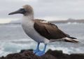 Burung Kaki Biru yang Suka Menari dan Bisa Hidup Belasan Tahun