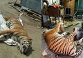 Nasib Tragis Harimau di Peternakan Ilegal, Setiap Bagian Tubuhnya Dipotong-potong untuk Kemudian Dijual Seharga Ini