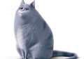 Ada Trailer Chloe di Secret Life of Pets 2, Lihat di Sini, yuk!