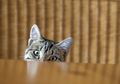 Kenapa Kucing Suka Menjatuhkan Benda dari Meja Seperti Sedang Usil?
