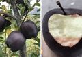 Inilah Apel Langka Berwarna Hitam yang Harganya Mahal, Apa sih Kelebihannya?