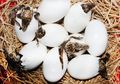 Terlihat Mencurigakan, 5 Telur Ini Bisa Dimakan, Salah Satunya Telur Buaya!