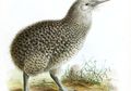 Penduduk Selandia Baru Disebut Kiwis, Bagaimana Asal-usulnya?