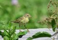 Meski Ukuran Tubuhnya Mungil, Burung Ini Mampu Terbang Lintas Benua Hingga Ribuan Kilometer