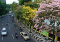 Viral Bunga Tebebuia, Penelitian Ungkap Tanaman Ini dapat Tingkatkan Kualitas Hidup Pasien Kanker Bahkan AIDS