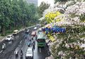 Tak Sekadar Cantik, Bunga Tabebuya yang Bikin Kota Surabaya jadi 'Romantis' Juga Bermanfaat untuk Penderita AIDS