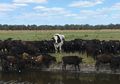 Kita Berkenalan dengan Knickers, Yuk! Sapi Terbesar di Australia Barat