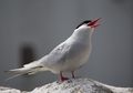 Pemegang Rekor Migrasi Terjauh, Burung Arctic Tern. Kenalan, yuk!