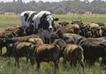 Terlalu Besar dengan Tinggi Hampir 2 Meter, Sapi Raksasa Ini Tidak Bisa Dipotong