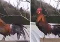 (Video) Ayam Seharga Rp28 Juta Ini Mampu Berkokok dengan Durasi Terlama di Dunia!