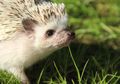 Walau Keduanya disebut Landak, Ini Bedanya Hedgehog dan Porcupine