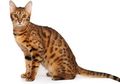 Selain Harimau Bengal, Ada Juga Jenis Kucing Bengal, lo!