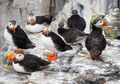 Burung Puffin Mirip dengan Penguin, Apakah Mereka Bersaudara?