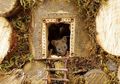 Fotografer Bangun Rumah Tikus, Begini Tampilannya yang Gemes Lengkap dengan Pintu dan Taman