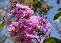 Tanaman Asli Indonesia Ini Tak Kalah Cantik dari Tanaman Tabebuia