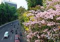 4 Fakta Bunga Tabebuya yang Mirip dengan Bunga Sakura Jepang, Ternyata Bukan Berasal dari Jepang