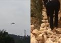 Hanya Karena Helikopter Ini Terbang Rendah, 400 Ayam Mendadak Mati, kok Bisa?