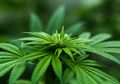 Pria Ini Nyaris Meninggal Akibat Makan Permen Ganja, Seperti Inilah Dampak Mengerikan Konsumsi Ganja