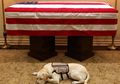 Wow! Anjing Labrador Ini Setia Mendampingi George H. W. Bush Hingga Tutup Usia