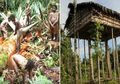 Korowai, Suku di Papua Barat yang Doyan Makan Daging Manusia